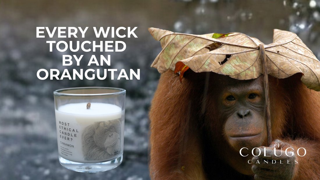 From Sack-Cloth to Wick: The Orangutan Touch in Our Candles