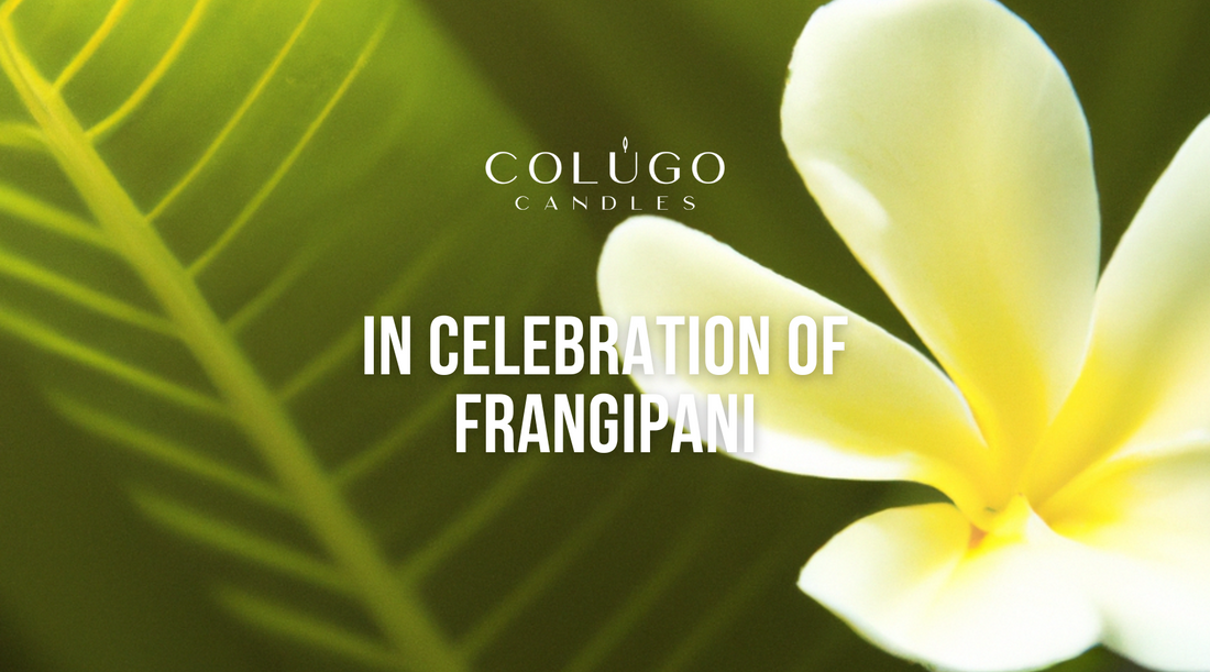 Frangipani: The Exotic Blossom That Transforms Your Space