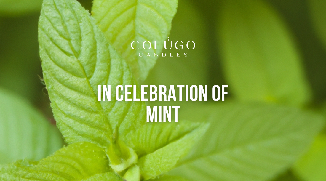 Mint: The Refreshing Herb That Revitalizes Your Space