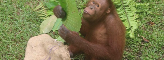 rescued orangutan at Matang engaging with enrichment sack