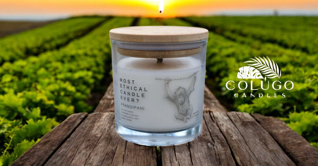 The Benefits of Soy Wax: A Sustainable Choice for Colugo Candles